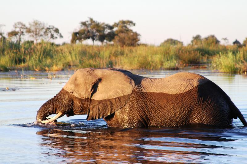 Jackalberry Tented Camp Lionga Exterior foto