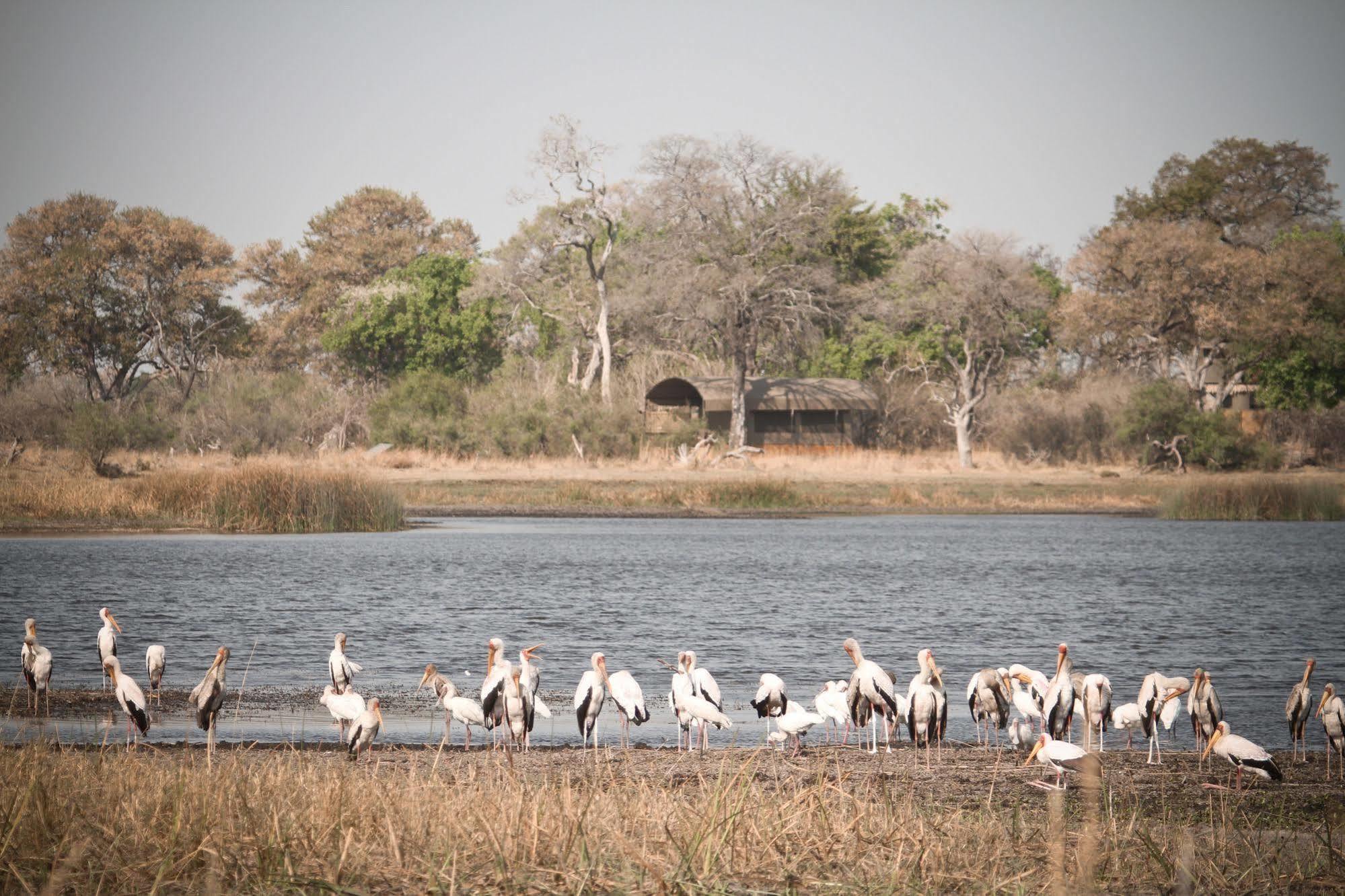 Jackalberry Tented Camp Lionga Exterior foto